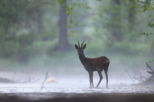 Sarna europejska (Capreolus capreolus) roe deer