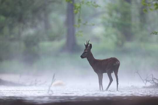 Sarna europejska (Capreolus capreolus) roe deer