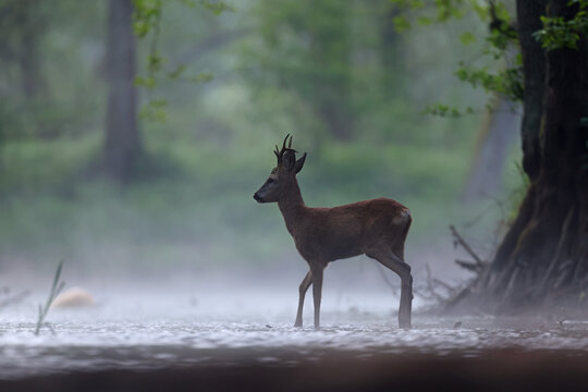 Sarna europejska (Capreolus capreolus) roe deer