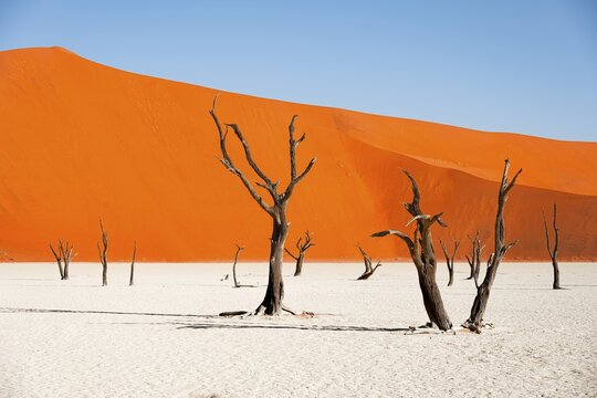 Dead camel thorn trees (Vachellia erioloba), red sand dunes, white salt pan, Dead Vlei, Sossusvlei, Namib Desert, Namib-Naukluft Park, Namibia