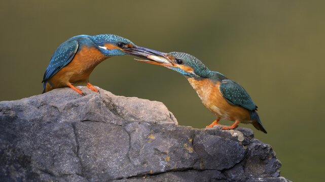Common kingfisher (Alcedo atthis), male giving a bridal gift to female, fish, on a stone, Danube floodplain, Baden-W&uuml;rttemberg, Germany