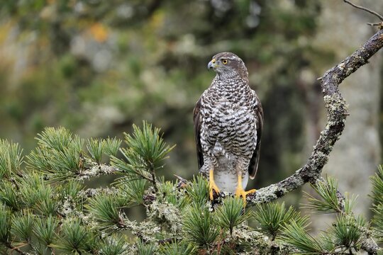 Northern goshawk (Accipiter gentilis), adult, alert, perch, Zdarske Vrchy, Bohemian-Moravian Highlands, Czech Republic