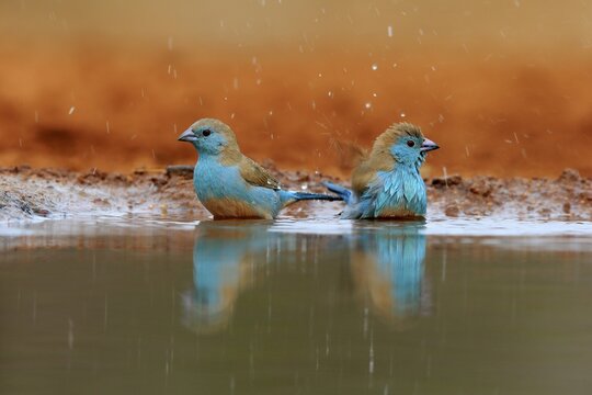 Angolan butterfly finch (Uraeginthus angolensis), blue-eared butterfly finch, adult, two birds, at the water, bathing, Kruger National Park, Kruger National Park, Krugerpark, South Africa