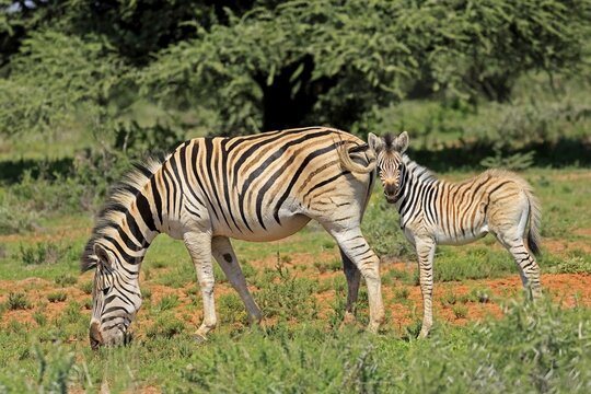 Burchell's zebra (Equus quagga burchelli), Burchell's zebra, adult, female, mother, young animal, foraging, Mokala National Park, Northern Cape, South Africa