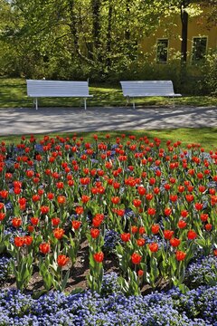 Tulips at Doblhoff Park, Baden, Lower Austria, Austria, Europe