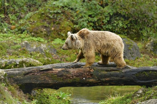 Syrian brown bear (Ursus arctos syriacus), running on tree trunk, captive, Switzerland