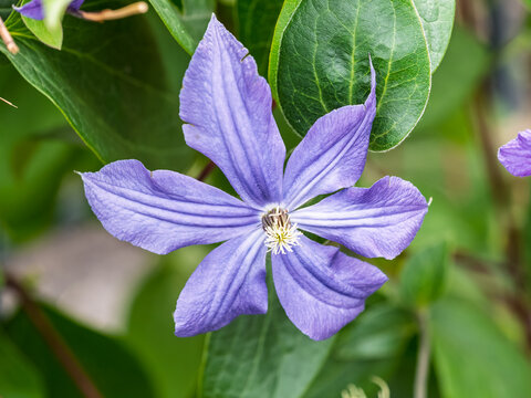 Spring Flowering Downy Clematis (Clematis macropetala). Close up of flowering blue Clematis on blurred background.
