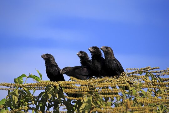 Smooth-billed anis (Crotophaga ani), sitting on a tree, group, Pantanal, Mato Grosso, Brazil