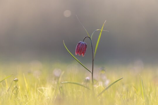 Chess flower, also known as checkerboard flower (Fritillaria meleagris) in a wet meadow, Doubs nature park Park, Les Brenets, Canton Neuch&acirc;tel, Switzerland