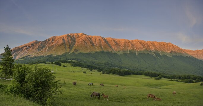 Horses on pasture and the mountain range of Monte Amaro in the evening light, Pacentro, province of L'Aquila, Italy