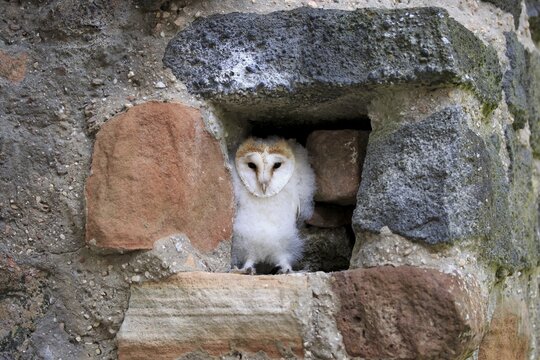 Common barn owl (Tyto alba), fledgling sitting in nesting hole, Kasselburg, Eifel, Germany