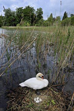 Mute swan (Cygnus olor), female sitting on nest next to clutch of four eggs, Lake Zug, Cham, Switzerland