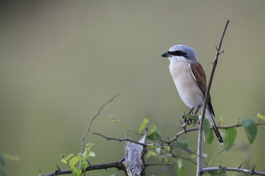 Red-backed Shrike (Lanius collurio), adult, male, perch, migratory bird, in winter, Pilanesberg National Park, North West Province, South Africa