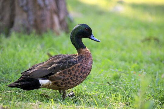 Chestnut-breasted teal (Anas castanea) adult male, Murramarang National Park, New South Wales, Australia