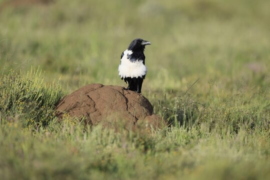 Shield raven (Corvus albus), adult, on termite mound, alert, Mountain Zebra National Park, South Africa