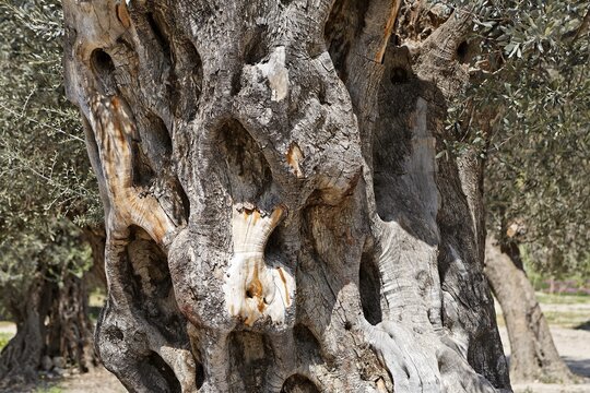 Old olive trees in Gortys, Crete, Greece, Europe