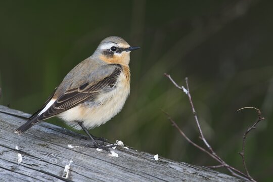 Northern wheatear (Oenanthe oenanthe), Emsland, Lower Saxony, Germany
