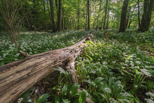 Mixed deciduous forest in spring, flowering Ramsons (Allium ursinum) and deadwood on forest floor, Perlacher Forst, Bavaria, Germany