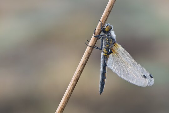 Four-spotted chaser (Libellula quadrimaculata), Emsland, Lower Saxony, Germany
