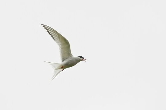 Common Tern (Sterna hirundo), Ersfjordbotn, Norway