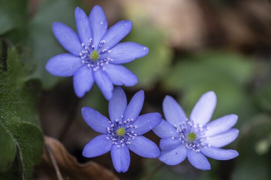 Large blue hepatica (Hepatica transsylvanica), Emsland, Lower Saxony, Germany