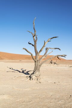 Dead tree in a dried-up salt and clay pan, Dead Pan, Sossusvlei, Namib Desert, Namibia