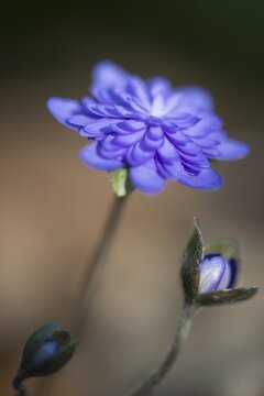Anemone hepatica (Hepatica nobilis), Emsland, Lower Saxony, Germany