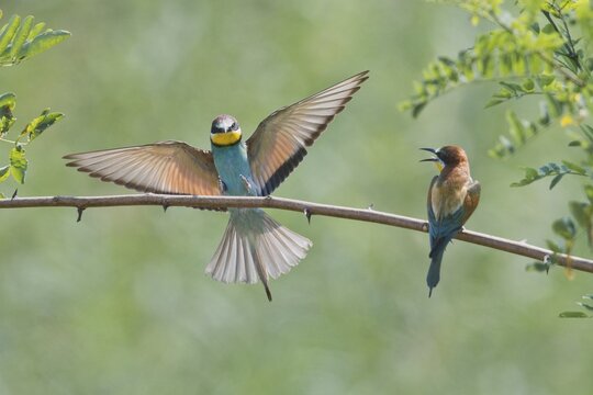 Bee-eater (Merops apiaster), Rhineland-Palatinate, Germany