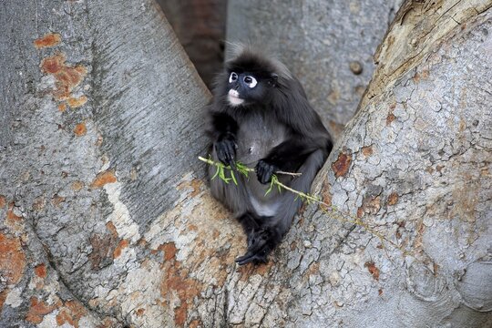 Dusky Leaf Monkey or Southern Langur (Trachypithecus obscurus), adult on tree holding food, native to Asia, Singapore