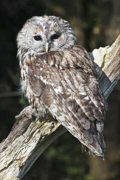 Tawny owl (Strix aluco), Emsland, Lower Saxony, Germany