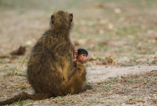 Chacma Baboon (Papio ursinus), female with young, Chobe National Park, Botswana