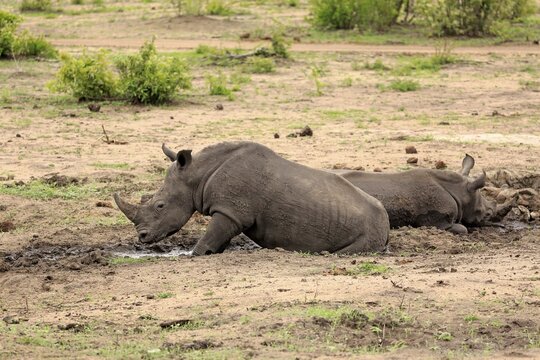 Two White rhinoceroses (Ceratotherium simum), adult, wallowing in mud, mud bath, pachyderm, Sabi Sand Game Reserve, Kruger National Park, South Africa