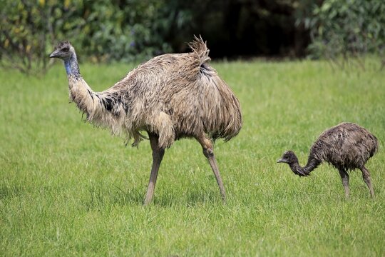 Emus (Dromaius novaehollandiae), adult, mother with young animal, running, Phillip Island, Victoria, Australia