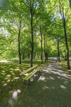 Bench in the park under trees, park Ogr&oacute;d Saski, Warsaw, Mazovia Province, Poland