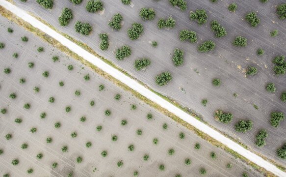 Cultivated olive trees (Olea europaea) and country lane, aerial view, drone shot, C&oacute;rdoba province, Andalusia, Spain