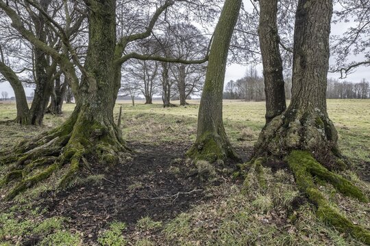 Old alders (Alnus glutinosa) in meadow landscape, Lower Saxony, Germany