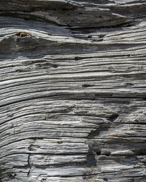 Wood structure of a dead tree