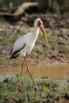 African Yellow-billed stork (Mycteria ibis), adult, strides by the water, Kruger National Park, South Africa