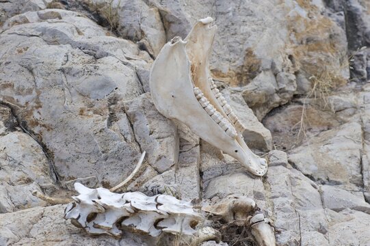 Animal bones, Quiver Tree Canyon, Naukluft Mountains, Namibia, Africa