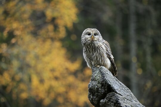 Ural owl (Strix uralensis), adult, on rocks, alert, Bohemian Forest, Czech Republic