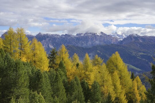 Mountains of the Fanes nature park Park and autumnal larch forest, St. Martin in Thurn, South Tyrol, Italy