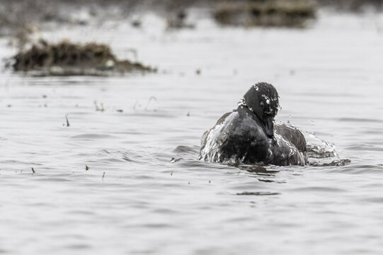 Brent goose (Branta bernicla), bathing, Amrum, Schleswig-Holstein, Germany