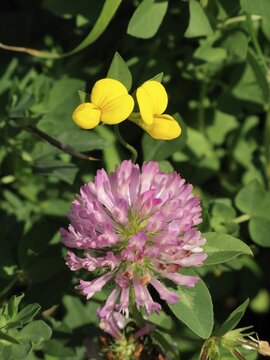 Clover (Trifolium)
