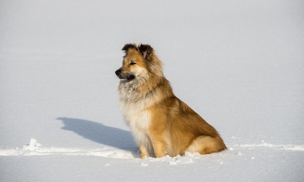 Islanddog (Canis lupus familiaris) sits in the snow, also Icelandic Spitz, Icelandic Shepherd, Iceland