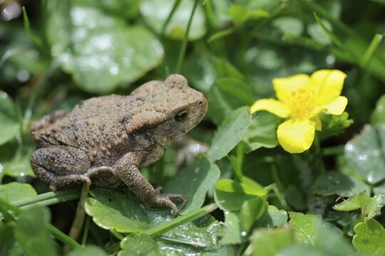 Young Common Toad (Bufo bufo), Waldviertel region, Lower Austria, Austria, Europe