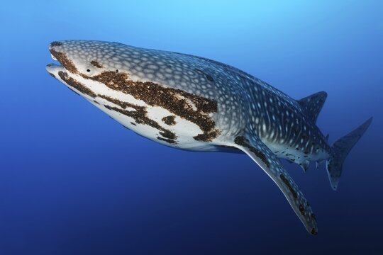 Whale shark (Rhincodon typus), in blue water, with heavy infestation of parasitic ruddy crayfish (Pandarus rhincodonicus), Pacific, Sulu Lake, Tubbataha Reef National Marine Park, Palawan Province, Philippines