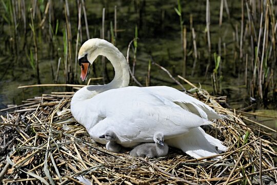 Mute swan (Cygnus olor), female with two hatched chicks sitting on nest, Cham, Lake Zug, Canton Zug, Switzerland