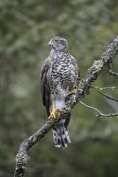 Northern goshawk (Accipiter gentilis), adult, alert, perch, Zdarske Vrchy, Bohemian-Moravian Highlands, Czech Republic