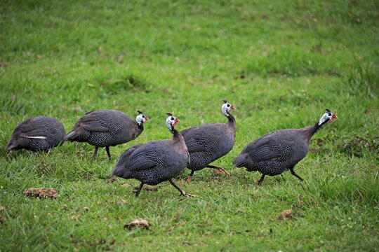 Helmeted guineafowl (Numida meleagris), group, foraging, Pantanal, Mato Grosso, Brazil