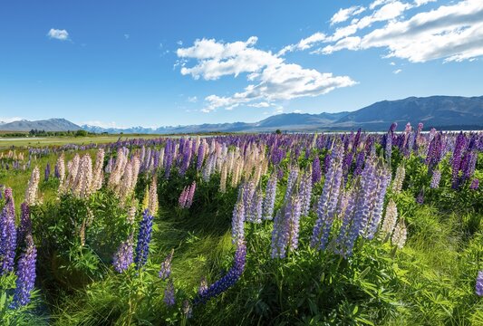 Purple large-leaved lupins (Lupinus polyphyllus), Lake Tekapo in front of Southern Alps, Canterbury, South Island, New Zealand